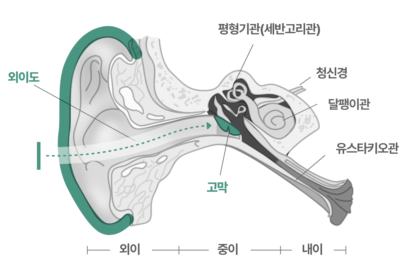 외이도와 고막까지의 경로가 강조 처리된 귀의 내부 구조 그림